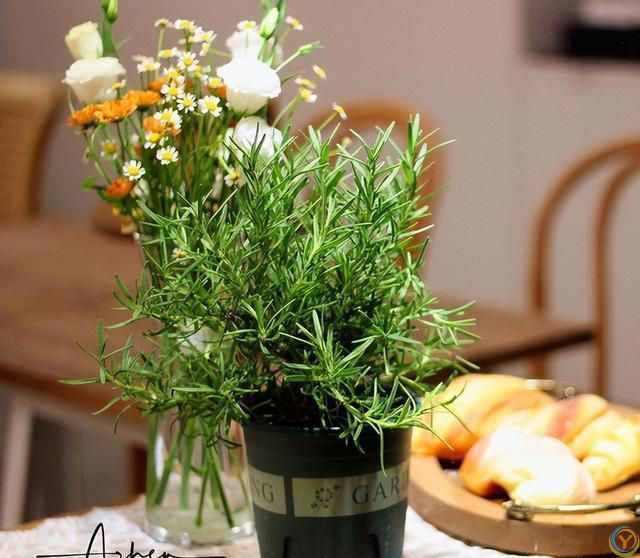 9种厉害花，早种“好处多”，养人又驱蚊，关键“很好养”