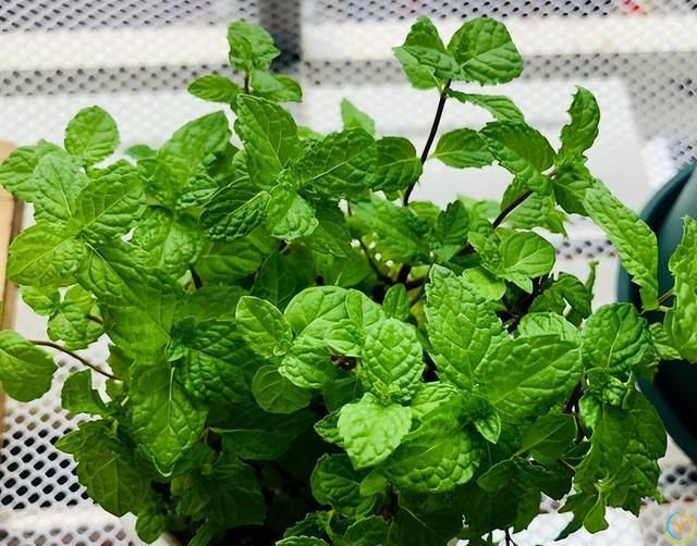 9种厉害花，早种“好处多”，养人又驱蚊，关键“很好养”