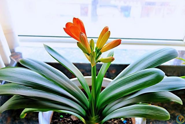 十种洋气花，要用小盆养，大盆易死亡，小盆长得旺