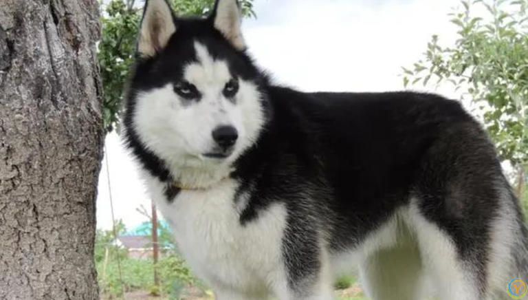 狗狗有这些特征很聪明，平常可能注意不到