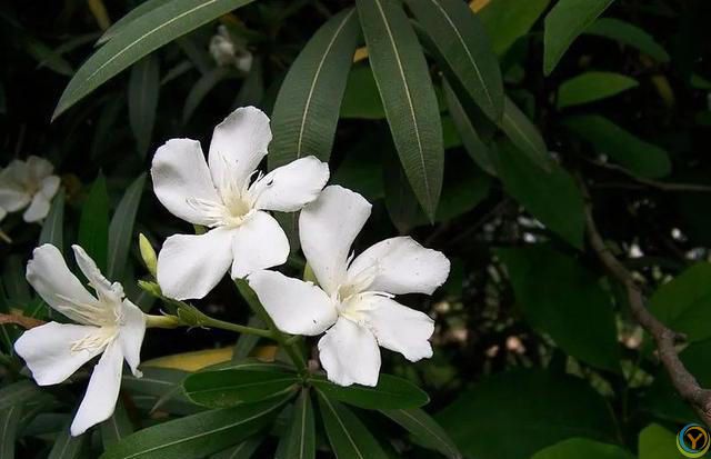 免疫力低的人，尽量少养5种花，对身体有害，有一盆扔一盆