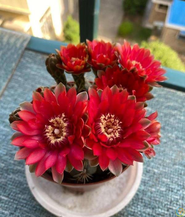 十种洋气花，要用小盆养，大盆易死亡，小盆长得旺