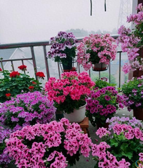 9种厉害花，早种“好处多”，养人又驱蚊，关键“很好养”