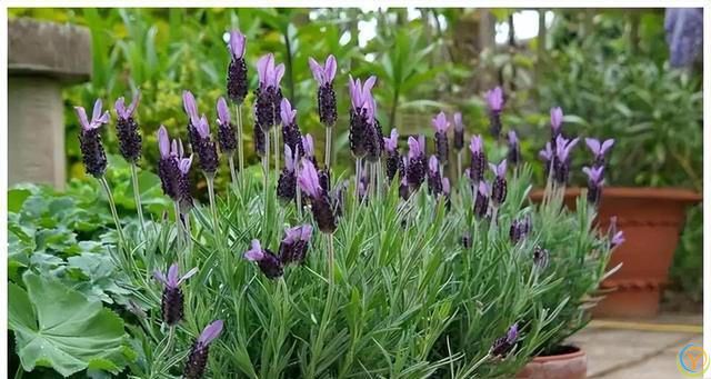 9种厉害花，早种“好处多”，养人又驱蚊，关键“很好养”