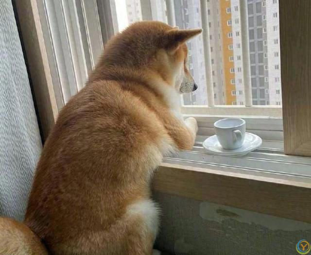 狗为啥总看窗外？这其中原因，不养狗的还真不知道！