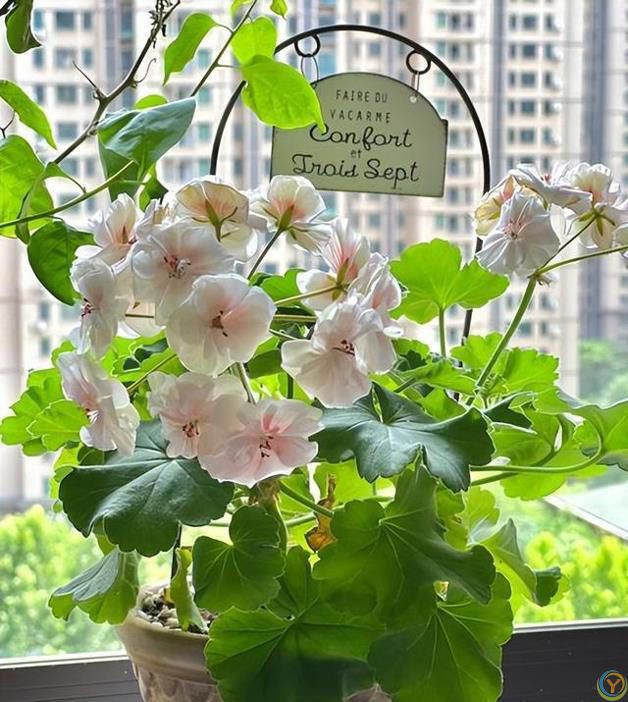 9种厉害花，早种“好处多”，养人又驱蚊，关键“很好养”