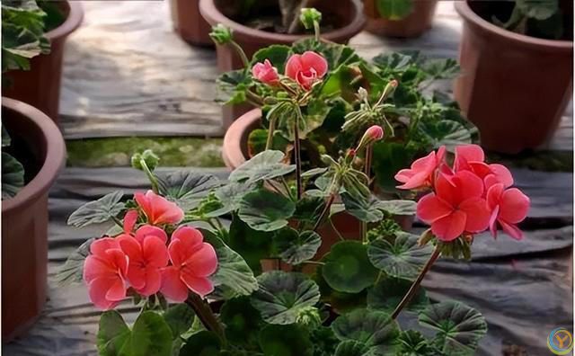 再旱也不能“喷水”的7种花，沾水就容易黄叶、烂心、掉花苞！