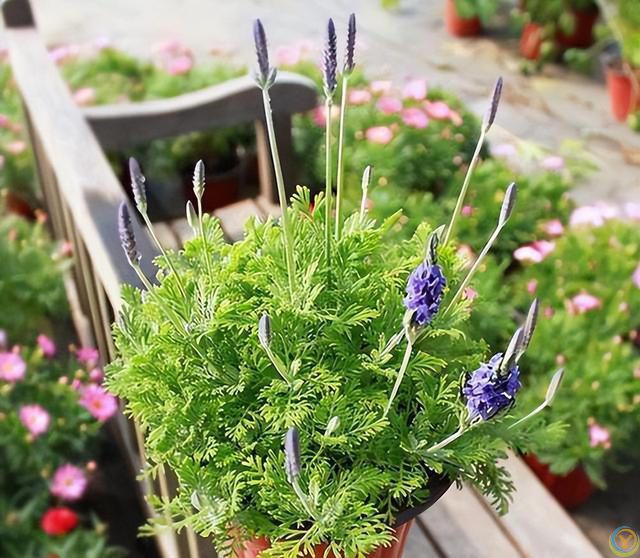 9种厉害花，早种“好处多”，养人又驱蚊，关键“很好养”