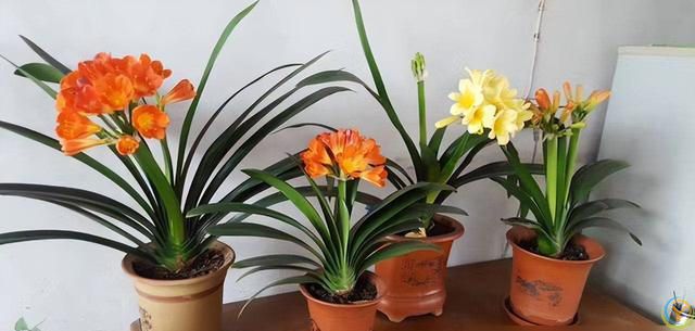 十种洋气花，要用小盆养，大盆易死亡，小盆长得旺