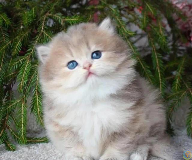 猫猫认主的十大表现，你知道吗？