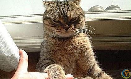 如果得罪了猫咪，猫咪会有怎样的表现？