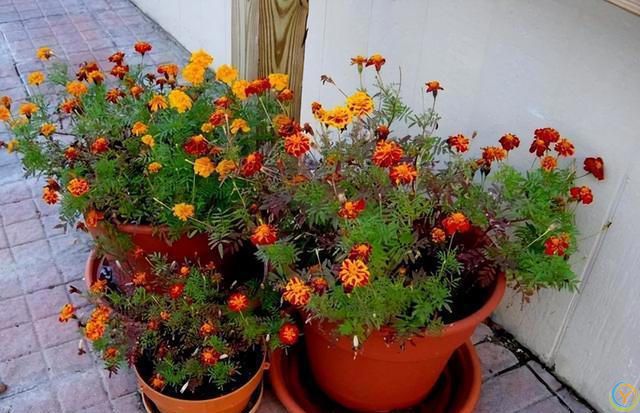 9种厉害花，早种“好处多”，养人又驱蚊，关键“很好养”