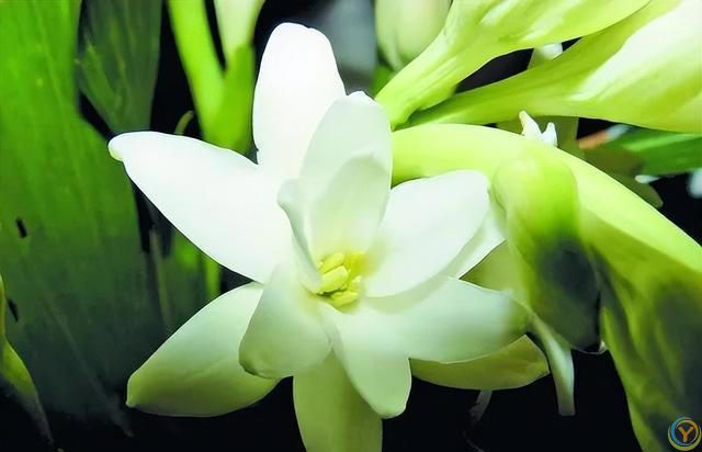 免疫力低的人，尽量少养5种花，对身体有害，有一盆扔一盆