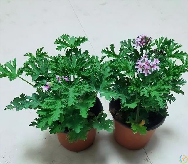 9种厉害花，早种“好处多”，养人又驱蚊，关键“很好养”