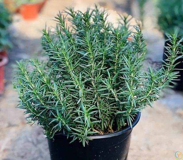 9种厉害花，早种“好处多”，养人又驱蚊，关键“很好养”