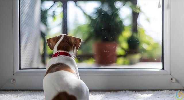狗为啥总看窗外？这其中原因，不养狗的还真不知道！