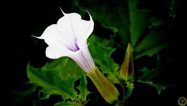 免疫力低的人，尽量少养5种花，对身体有害，有一盆扔一盆