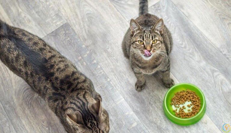 小猫什么时候断奶吃猫粮？小猫断奶吃猫粮有哪些特别注意的事项