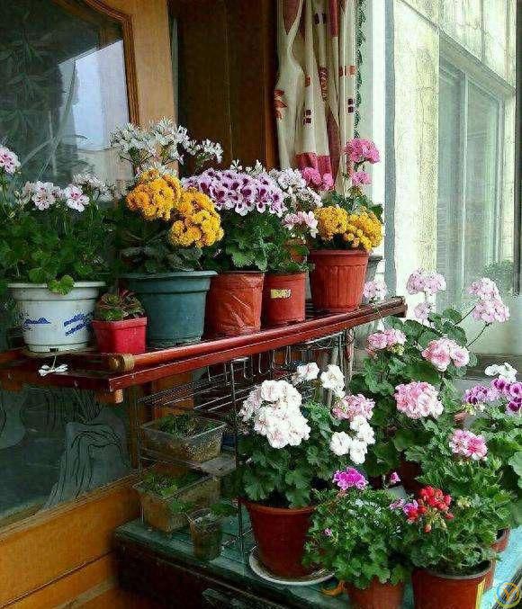 十种洋气花，要用小盆养，大盆易死亡，小盆长得旺