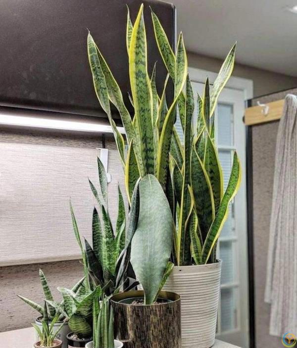 十种洋气花，要用小盆养，大盆易死亡，小盆长得旺