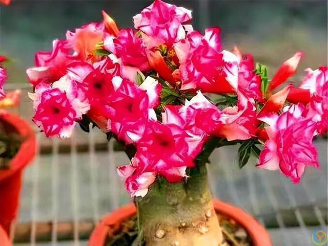 十种洋气花，要用小盆养，大盆易死亡，小盆长得旺