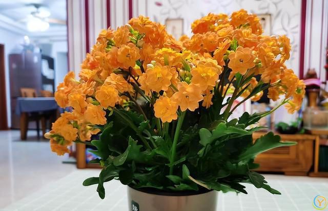 十种洋气花，要用小盆养，大盆易死亡，小盆长得旺