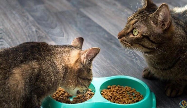 小猫什么时候断奶吃猫粮？小猫断奶吃猫粮有哪些特别注意的事项