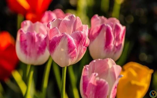 免疫力低的人，尽量少养5种花，对身体有害，有一盆扔一盆