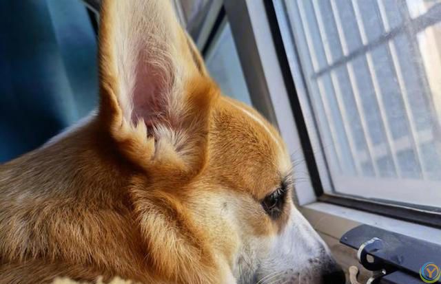 狗为啥总看窗外？这其中原因，不养狗的还真不知道！