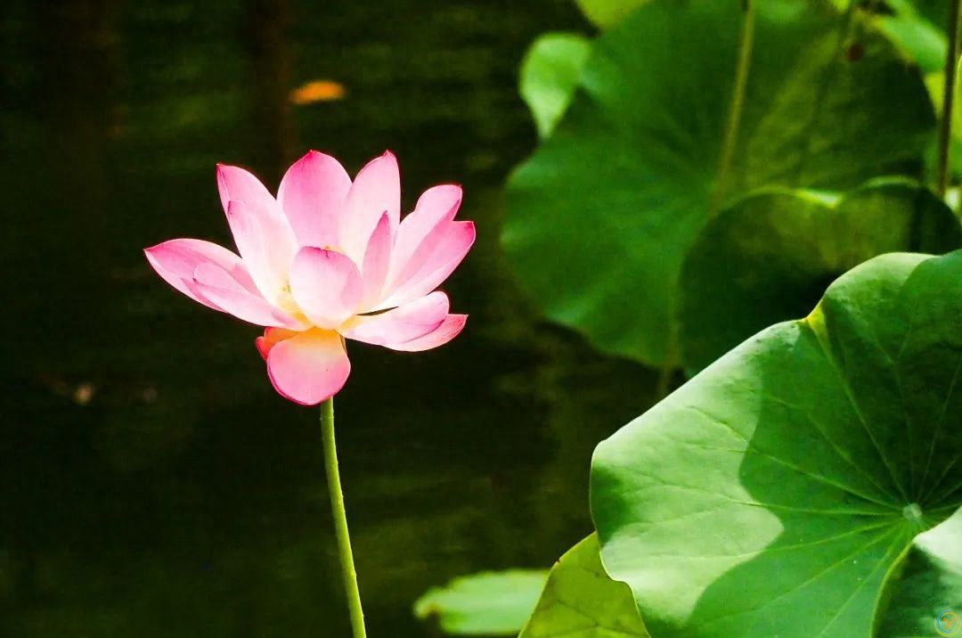 高温来袭，心脏压力大！中医推荐一种食物，每吃一口都赚到！