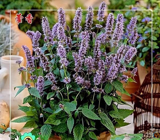 9种厉害花，早种“好处多”，养人又驱蚊，关键“很好养”