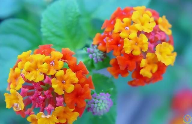 免疫力低的人，尽量少养5种花，对身体有害，有一盆扔一盆