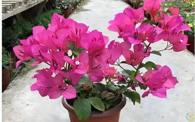 再旱也不能“喷水”的7种花，沾水就容易黄叶、烂心、掉花苞！