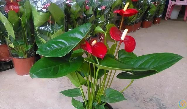 再旱也不能“喷水”的7种花，沾水就容易黄叶、烂心、掉花苞！