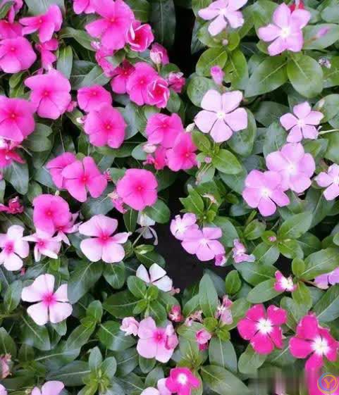 适合懒人和小白的6种花，好养好看爱开花，十盆不嫌多