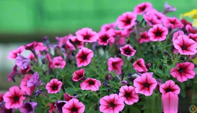 适合懒人和小白的6种花，好养好看爱开花，十盆不嫌多