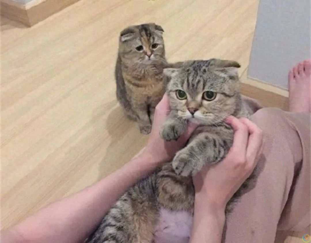 过来人告诉你，养&ldquo;一只猫&rdquo;和&ldquo;养两只猫&rdquo;，区别竟然这么大！