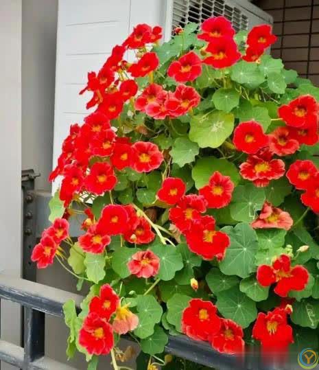 适合懒人和小白的6种花，好养好看爱开花，十盆不嫌多