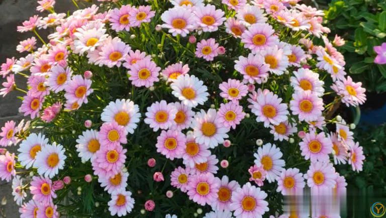 适合懒人和小白的6种花，好养好看爱开花，十盆不嫌多