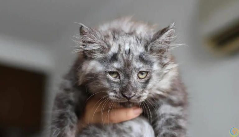 这些公认的高颜值小猫咪，有你喜欢的吗？