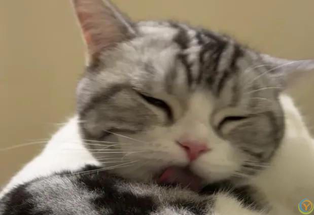 猫咪其实也会哭！这6种行为等于“在流泪”