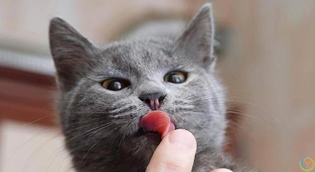 猫咪有这8种特征，说明你养得很好！