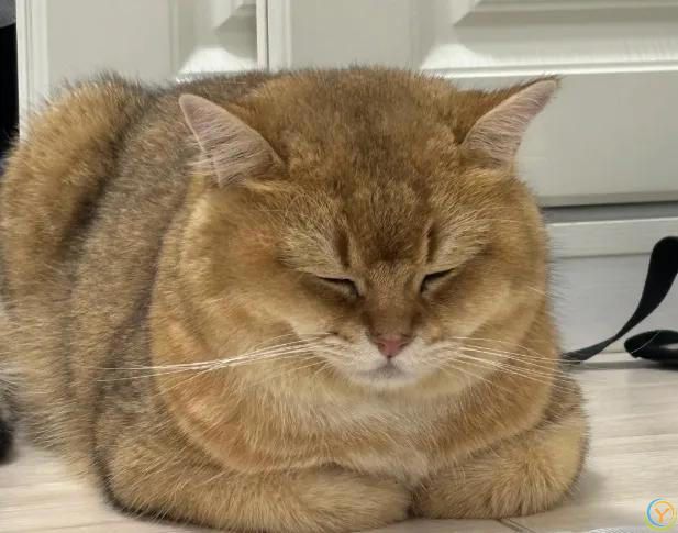 猫咪其实也会哭！这6种行为等于“在流泪”