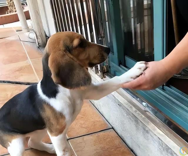 原来，你摸狗狗的爪子，它是这么想的啊！