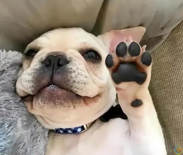 原来，你摸狗狗的爪子，它是这么想的啊！