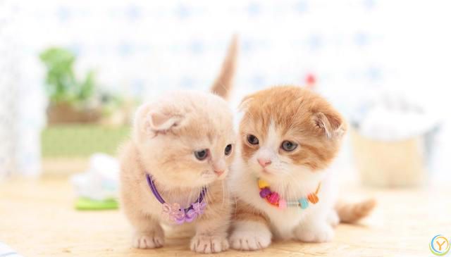 猫咪的小脑袋里，每天都在琢磨啥？