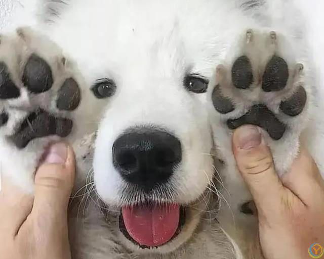 原来，你摸狗狗的爪子，它是这么想的啊！