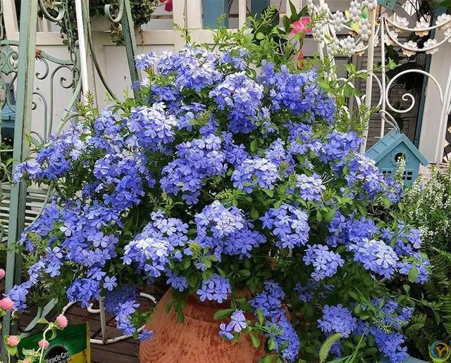 6种便宜花，号称“晒不死”，越热开花越绚烂，新手也能养爆棚