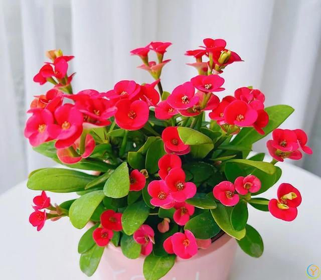 6种便宜花，号称“晒不死”，越热开花越绚烂，新手也能养爆棚