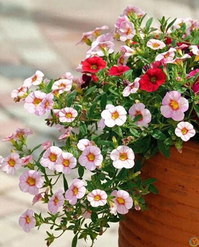6种便宜花，号称&ldquo;晒不死&rdquo;，越热开花越绚烂，新手也能养爆棚